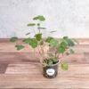 Nasturium - Tall Trailing Nasturitium Mix -Ed's plant shop nasturium tall trailing nasturitium mix 605137