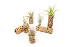 Natural Cholla Wood Container - 6 Inches Tall With Tillandsia Assorted Air Plants -Ed's plant shop natural cholla wood container 6 inches tall with tillandsia assorted air plants 4221802