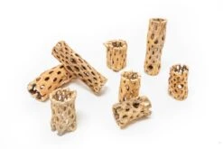 Natural Cholla Wood Container - 6 Inches Tall With Tillandsia Assorted Air Plants -Ed's plant shop natural cholla wood container 6 inches tall with tillandsia assorted air plants 4718384