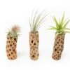 Natural Cholla Wood Container - 6 Inches Tall With Tillandsia Assorted Air Plants -Ed's plant shop natural cholla wood container 6 inches tall with tillandsia assorted air plants 8599710