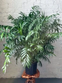 Neanthe - Bella Palm - Floor Plant -Ed's plant shop neanthe bella palm floor plant 235600