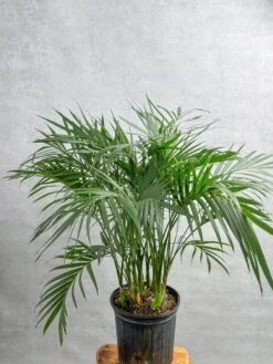 Neanthe - Bella Palm - Floor Plant -Ed's plant shop neanthe bella palm floor plant 531880
