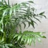 Neanthe - Bella Palm - Floor Plant -Ed's plant shop neanthe bella palm floor plant 760721