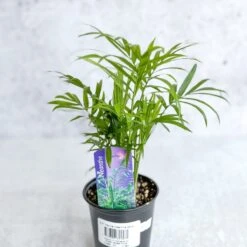 Chamaedorea Elegans -Neanthe Bella Palm 12 Chamaedorea Elegans -Neanthe Bella Palm -Ed's plant shop neanthe bella palm various sizes 150043