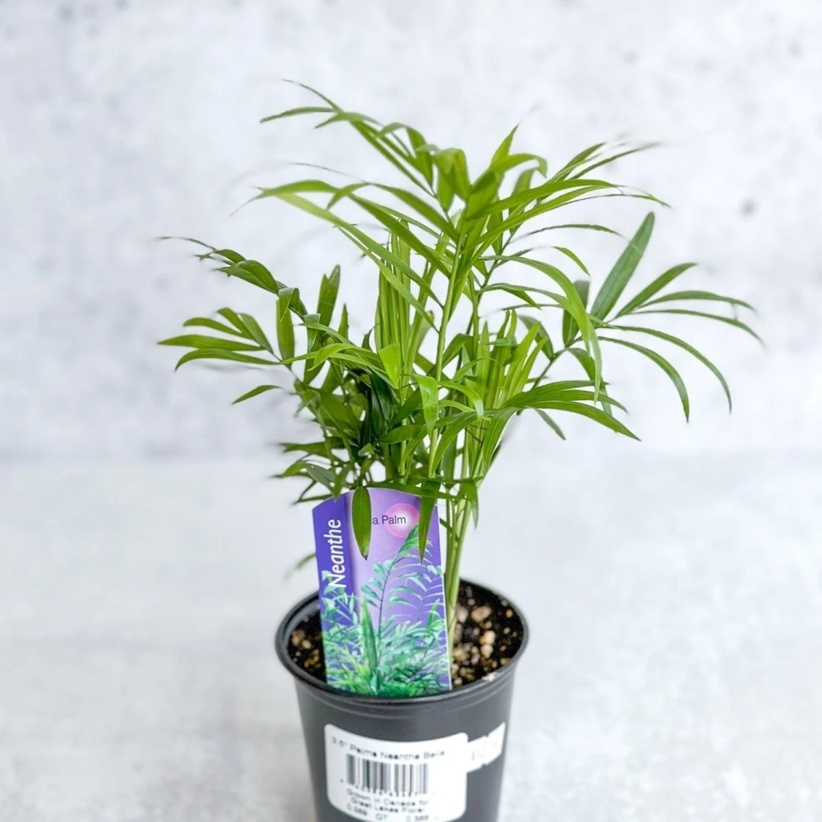 Chamaedorea Elegans -Neanthe Bella Palm 7 Chamaedorea Elegans -Neanthe Bella Palm - Image 5