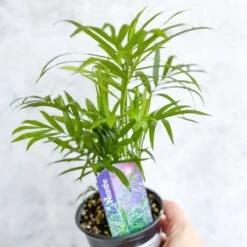 Chamaedorea Elegans -Neanthe Bella Palm 13 Chamaedorea Elegans -Neanthe Bella Palm -Ed's plant shop neanthe bella palm various sizes 250051