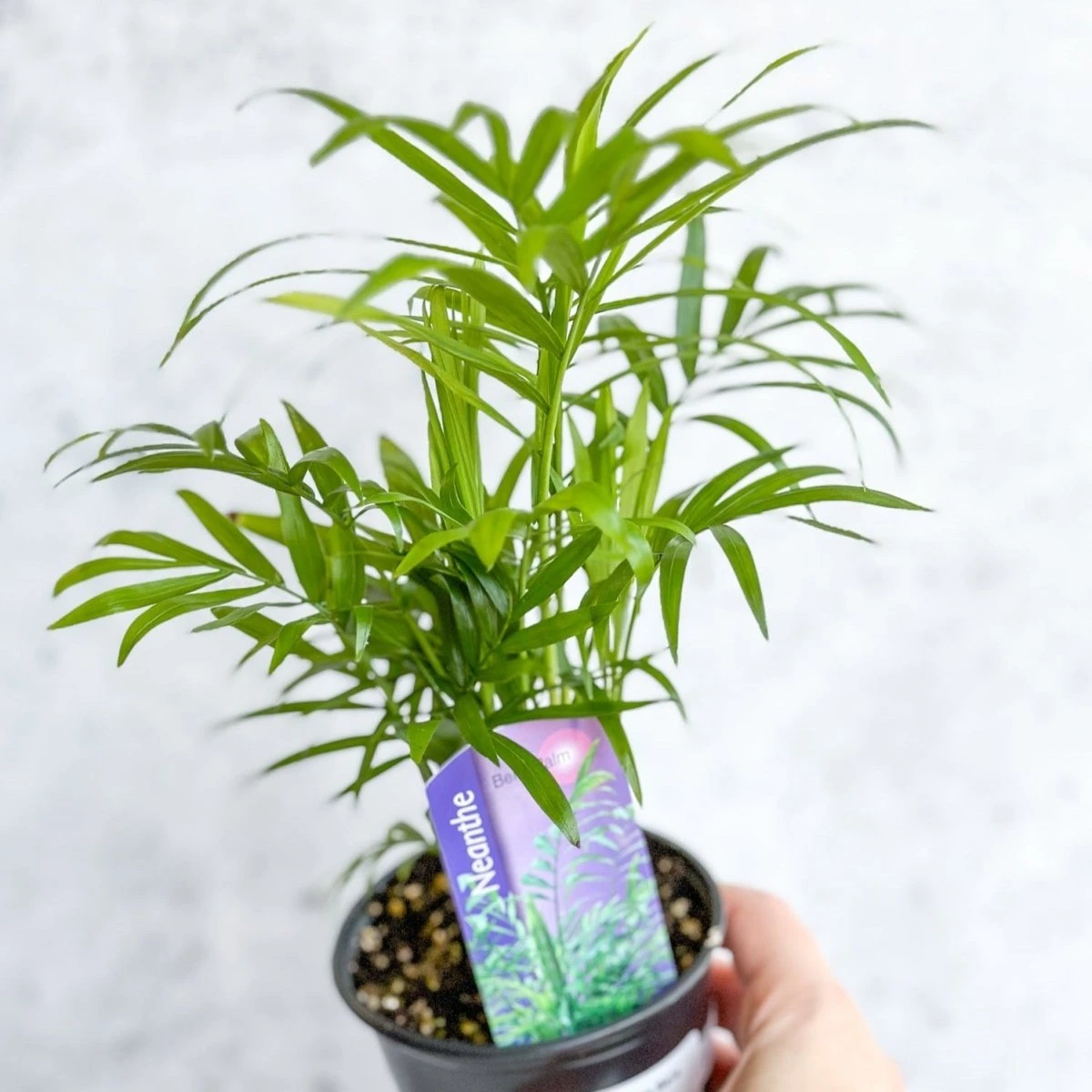 Chamaedorea Elegans -Neanthe Bella Palm 8 Chamaedorea Elegans -Neanthe Bella Palm - Image 6