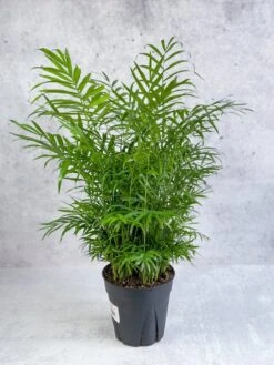 Chamaedorea Elegans -Neanthe Bella Palm 11 Chamaedorea Elegans -Neanthe Bella Palm -Ed's plant shop neanthe bella palm various sizes 480720