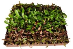 Nepenthes Carnivorous Plant Assortment,2" Pots