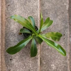 Nepenthes Gracilis - Pitcher Plant - Hanging Basket -Ed's plant shop nepenthes gracilis pitcher plant 4 inch hanging basket 415155