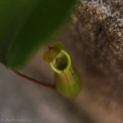Nepenthes Gracilis - Pitcher Plant - Hanging Basket -Ed's plant shop nepenthes gracilis pitcher plant 4 inch hanging basket 493218