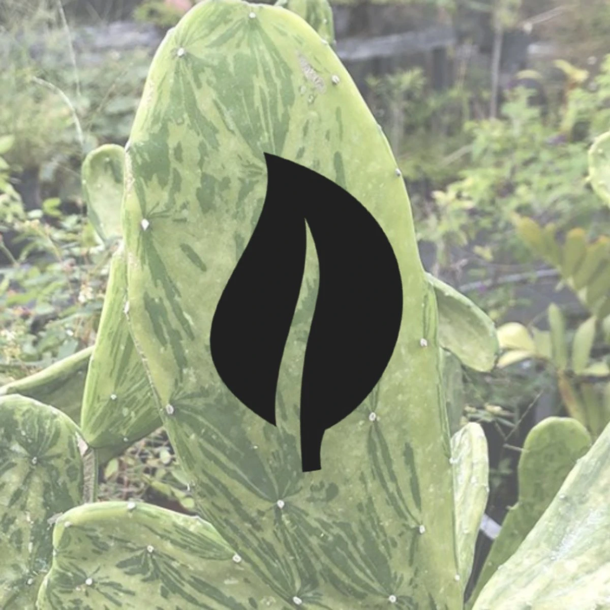 Opuntia Cochenillifera - Variegated Prickly Pear Cactus 3 Opuntia Cochenillifera - Variegated Prickly Pear Cactus