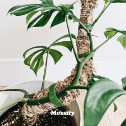 Original Bendable Moss Pole™ By Mossify (16"–54") | Flexible Plant Support -Ed's plant shop original bendable moss pole by mossify 1654 flexible plant support 8350737