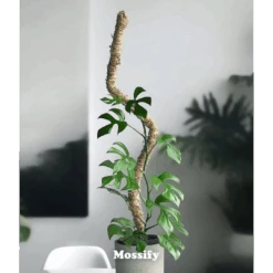Original Bendable Moss Pole™ By Mossify (16"–54") | Flexible Plant Support -Ed's plant shop original bendable moss pole by mossify 1654 flexible plant support 8958421
