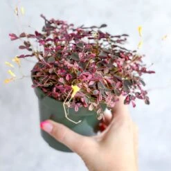 Oxalis Spiralis ‘Bi-Color’ - Candy Cane Shamrock -Ed's plant shop oxalis bicolor candy cane shamrock 45 inch 895873