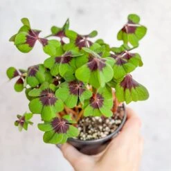 Oxalis Tetraphylla - Iron Cross Shamrock -Ed's plant shop oxalis tetraphylla iron cross shamrock various sizes 455672