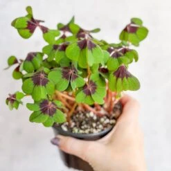 Oxalis Tetraphylla - Iron Cross Shamrock -Ed's plant shop oxalis tetraphylla iron cross shamrock various sizes 899519