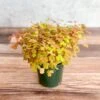 Golden Oxalis (Oxalis Vulcanicola ‘Copper Glow’) -Ed's plant shop oxalis vulcanicola copper glow golden oxalis 45 inch 202999