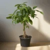 Pachira Aquatica 'Money Tree' -Ed's plant shop pachira aquatica money tree 273819