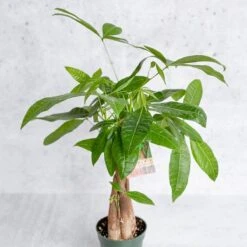 Pachira Aquatica 'Money Tree' 11 Pachira Aquatica 'Money Tree' -Ed's plant shop pachira aquatica money tree 647493