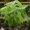 Pachira Aquatica 'Money Tree' Floor Plant - NYC Local Only -Ed's plant shop pachira aquatica money tree floor plant nyc local pickup delivery only 958829