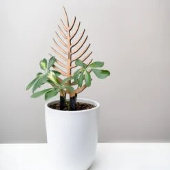 Palmella - Plant Support & Trellis 26 Palmella - Plant Support & Trellis -Ed's plant shop palmella plant support trellis 273469