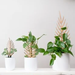 Palmella - Plant Support & Trellis 21 Palmella - Plant Support & Trellis -Ed's plant shop palmella plant support trellis 364570