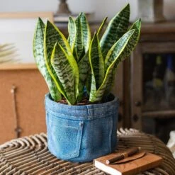 Pants For Plants – Blue Jeans Cement Planter With Drainage Hole -Ed's plant shop pants for plants blue jeans cement planter with drainage hole 473846