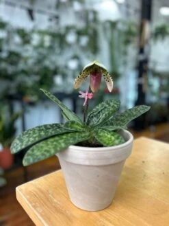 Paphiopedilum Montera - Slipper Orchid -Ed's plant shop paphiopedilum montera slipper orchid 293170