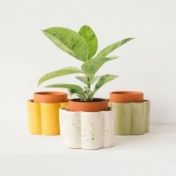 Paula Self Watering Planter Pot - Mustard Yellow -Ed's plant shop paula self watering planter pot mustard yellow 445577
