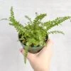 Pellaea Rotundifolia - Button Fern -Ed's plant shop pellaea rotundifolia button fern 4 inch 574924