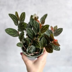 Pellionia pulchra ‘Polynesian Ivy’ – 4.5-inch Hanging Basket -Ed's plant shop pellionia pulchra polynesian ivy hanging basket 665809