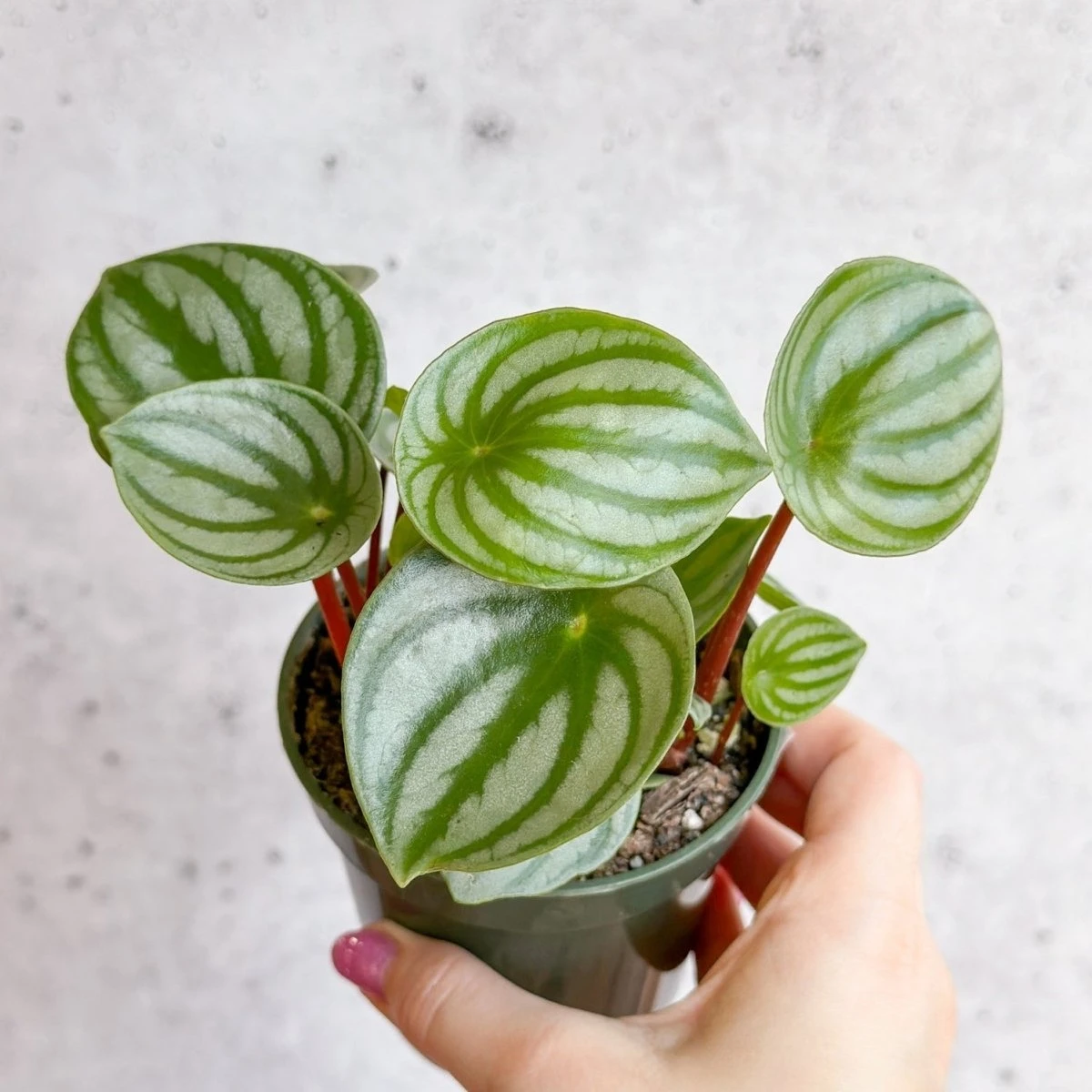 Peperomia Argyreia 'Watermelon Peperomia' 3 Peperomia Argyreia 'Watermelon Peperomia'