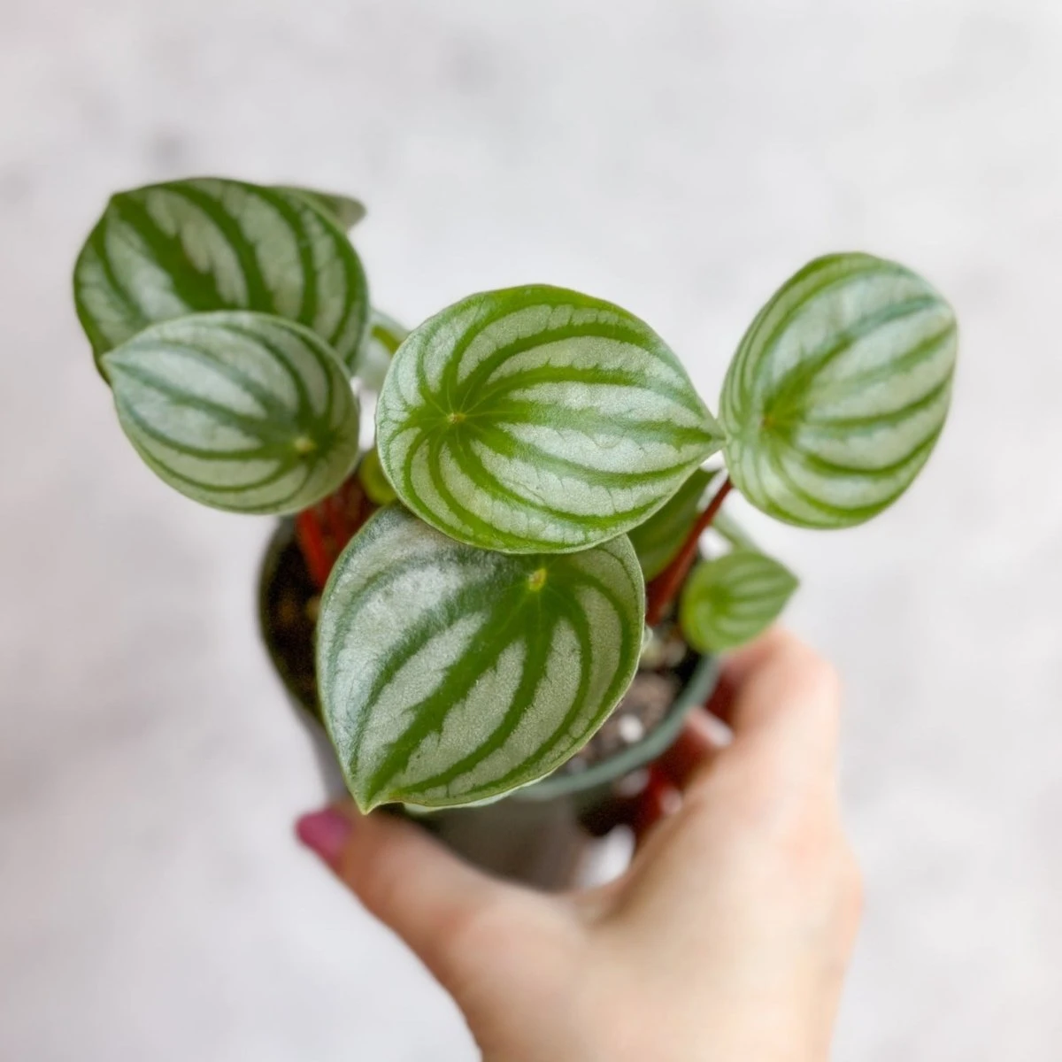Peperomia Argyreia 'Watermelon Peperomia' 6 Peperomia Argyreia 'Watermelon Peperomia' - Image 4