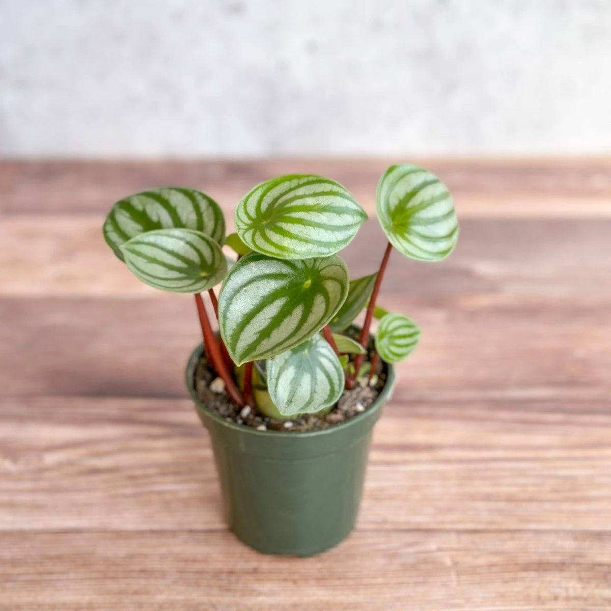 Peperomia Argyreia 'Watermelon Peperomia' 4 Peperomia Argyreia 'Watermelon Peperomia' - Image 2
