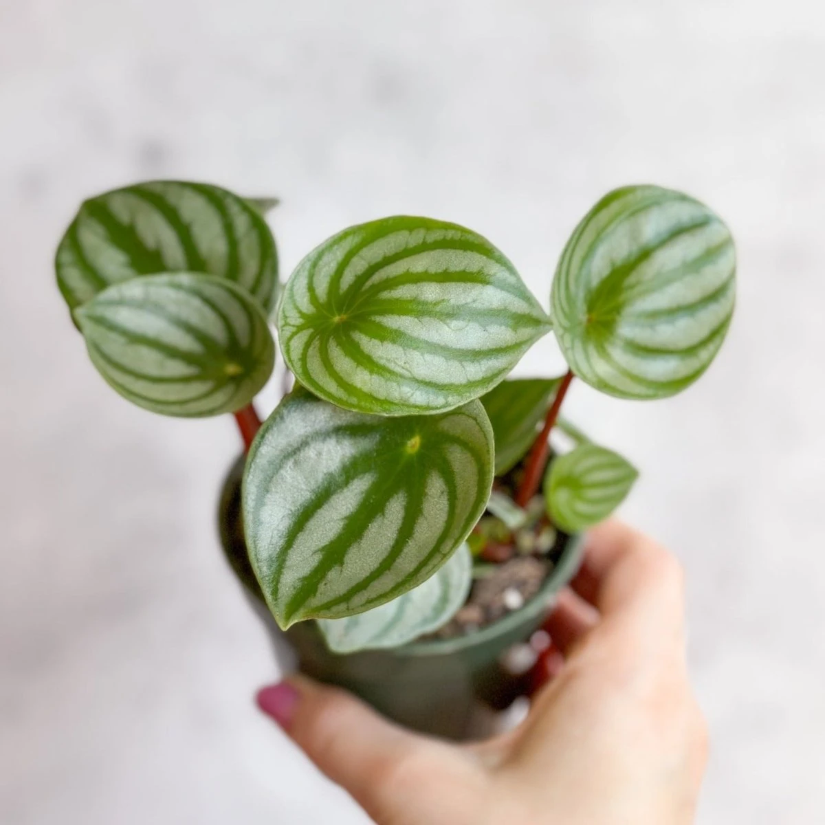 Peperomia Argyreia 'Watermelon Peperomia' 5 Peperomia Argyreia 'Watermelon Peperomia' - Image 3