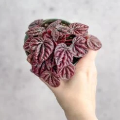 Peperomia Caperata ‘Schumi Red’ -Ed's plant shop peperomia caperata schumi red 415655