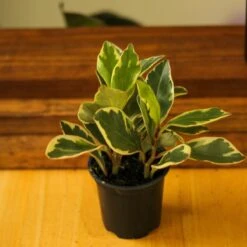 Peperomia Clusiifolia - ‘Tricolor Peperomia’ -Ed's plant shop peperomia clusiifolia tricolor peperomia 834713