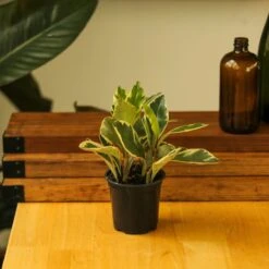 Peperomia Clusiifolia - ‘Tricolor Peperomia’ -Ed's plant shop peperomia clusiifolia tricolor peperomia 862064