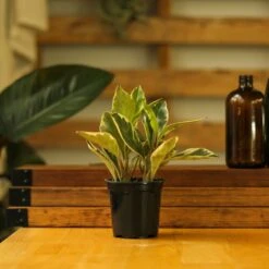 Peperomia Clusiifolia - ‘Tricolor Peperomia’ -Ed's plant shop peperomia clusiifolia tricolor peperomia 882996