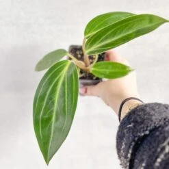 Peperomia Elongata -Ed's plant shop peperomia elongata 942983