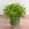 Peperomia Ferreyrae “Happy Bean” - Happy Bean Plant -Ed's plant shop peperomia ferreyrae happy bean happy bean plant 312707