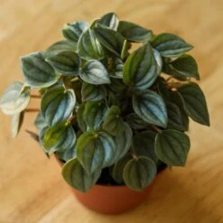 Peperomia 'Napoli Nights' -Ed's plant shop peperomia napoli nights various sizes 491633