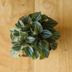 Peperomia 'Napoli Nights' -Ed's plant shop peperomia napoli nights various sizes 794969