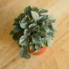 Peperomia 'Napoli Nights' 1 Peperomia 'Napoli Nights' -Ed's plant shop peperomia napoli nights various sizes 955210
