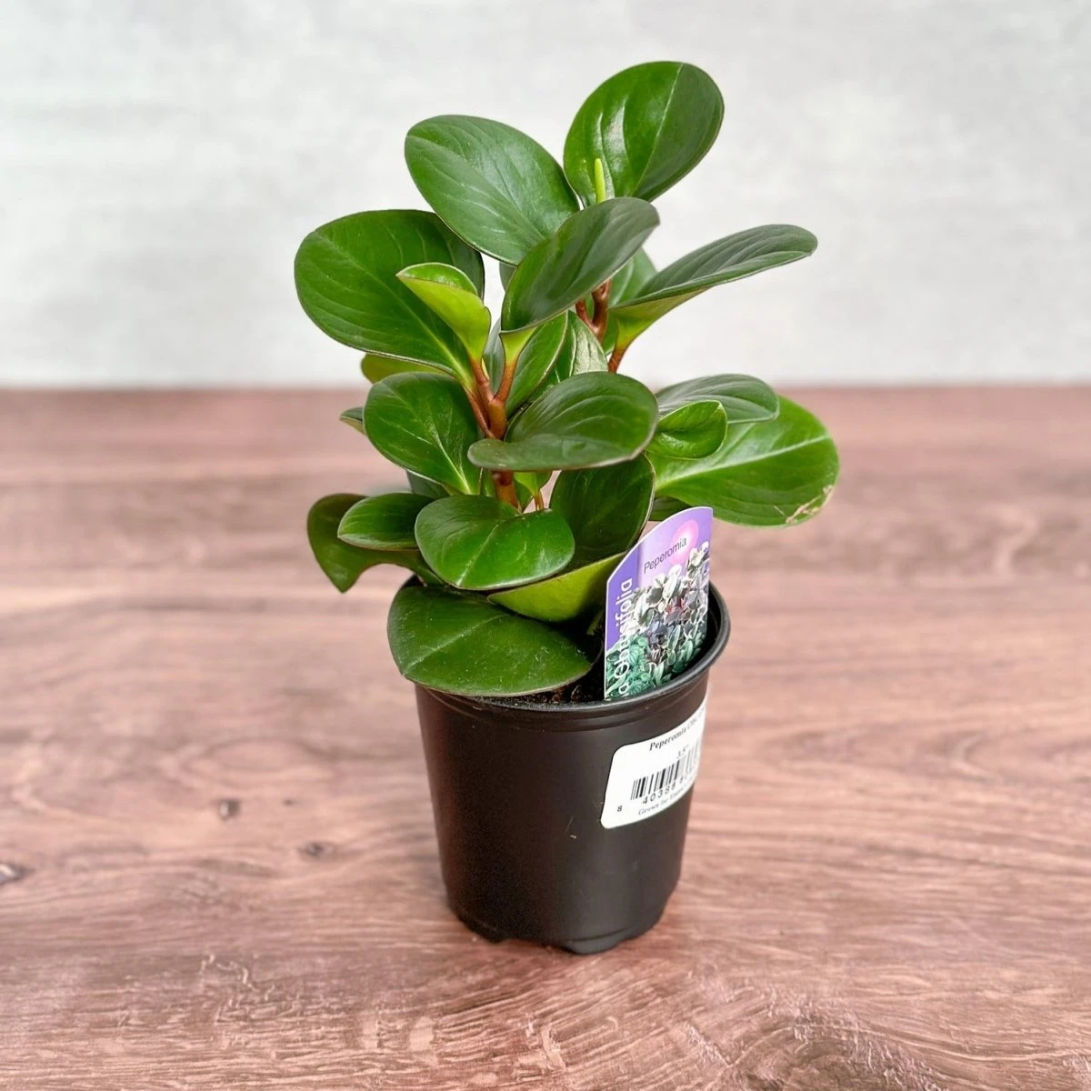 Peperomia Obtusifolia ‘Green’ (Baby Rubber Plant) 4 Peperomia Obtusifolia ‘Green’ (Baby Rubber Plant) - Image 2