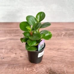 Peperomia Obtusifolia ‘Green’ (Baby Rubber Plant) 7 Peperomia Obtusifolia ‘Green’ (Baby Rubber Plant) -Ed's plant shop peperomia obtusifolia green 871137