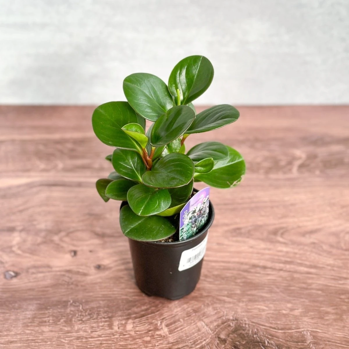 Peperomia Obtusifolia ‘Green’ (Baby Rubber Plant) 5 Peperomia Obtusifolia ‘Green’ (Baby Rubber Plant) - Image 3