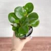 Peperomia Obtusifolia ‘Green’ (Baby Rubber Plant) -Ed's plant shop peperomia obtusifolia green 925281