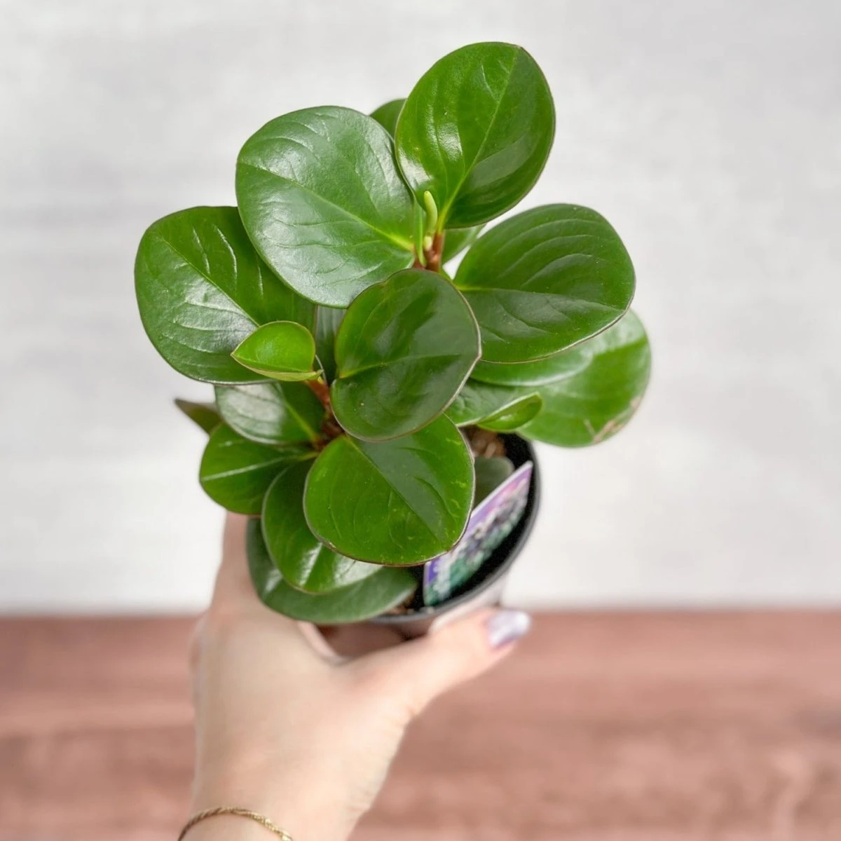 Peperomia Obtusifolia ‘Green’ (Baby Rubber Plant) 3 Peperomia Obtusifolia ‘Green’ (Baby Rubber Plant)